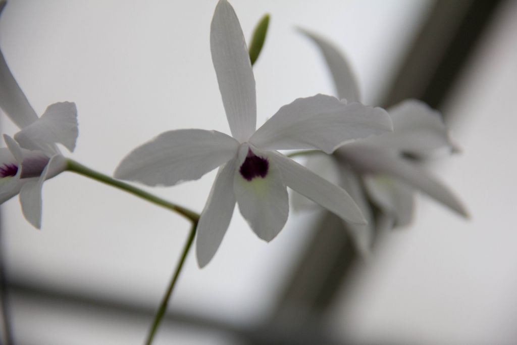 Laelia rubescens  (semi-alba)