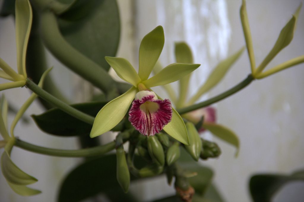 Vanilla Orchid