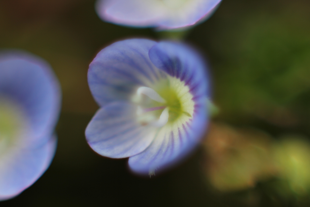 This bloom is actually less than 1/4" across