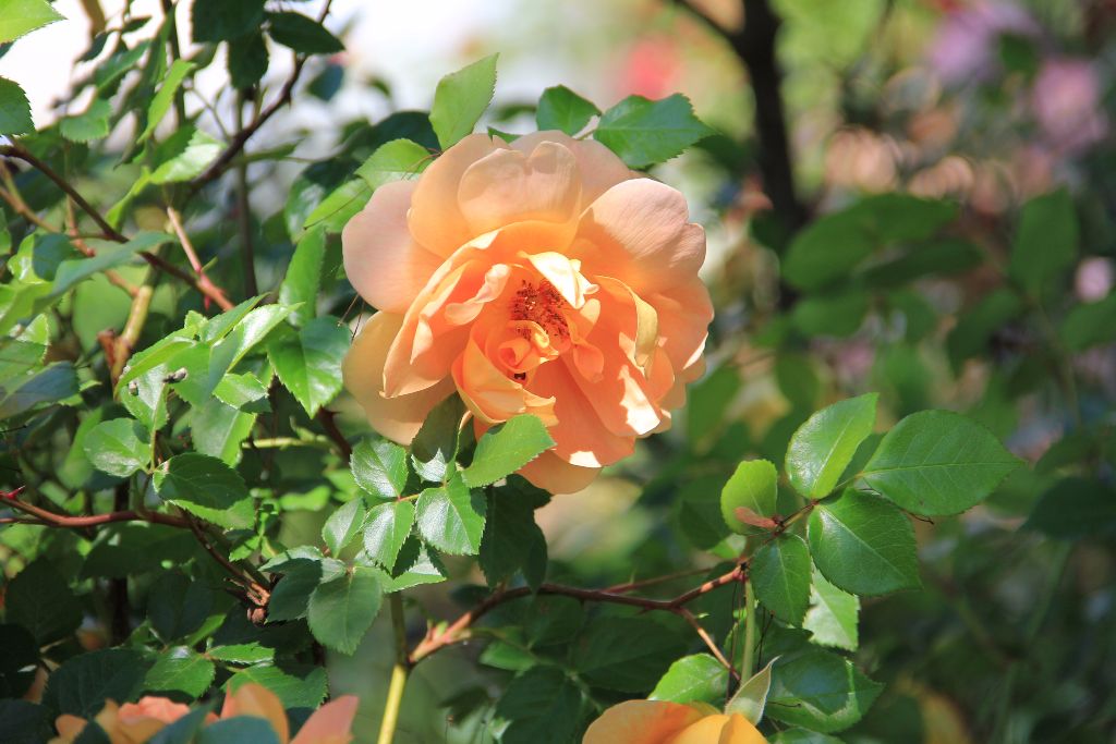 A David Austin rose