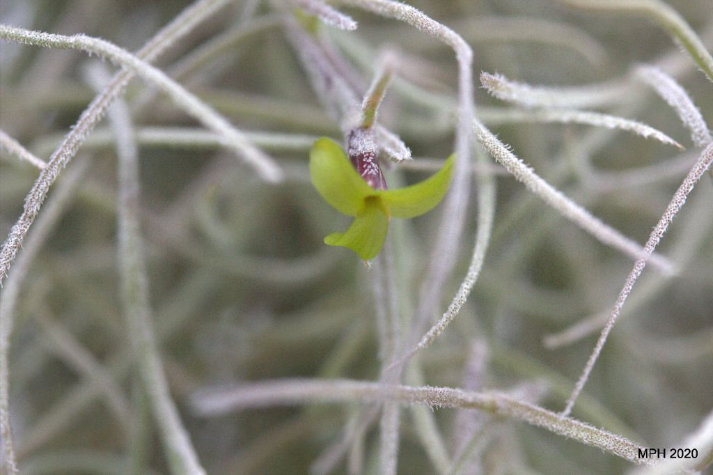 Spanish "Moss" bloom