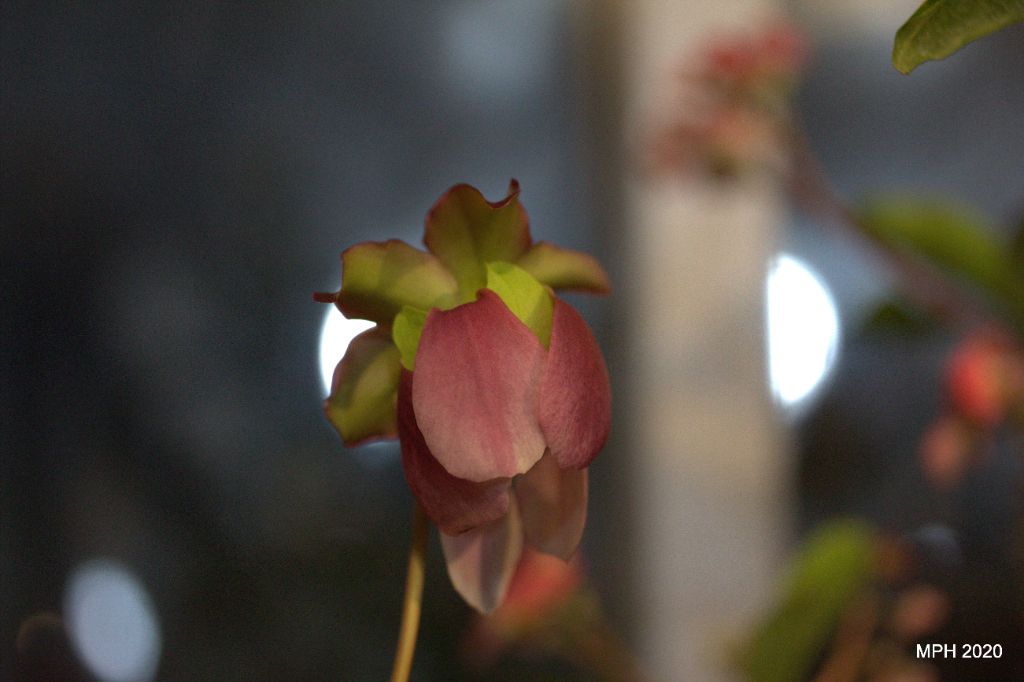 Pitcher Plant bloom