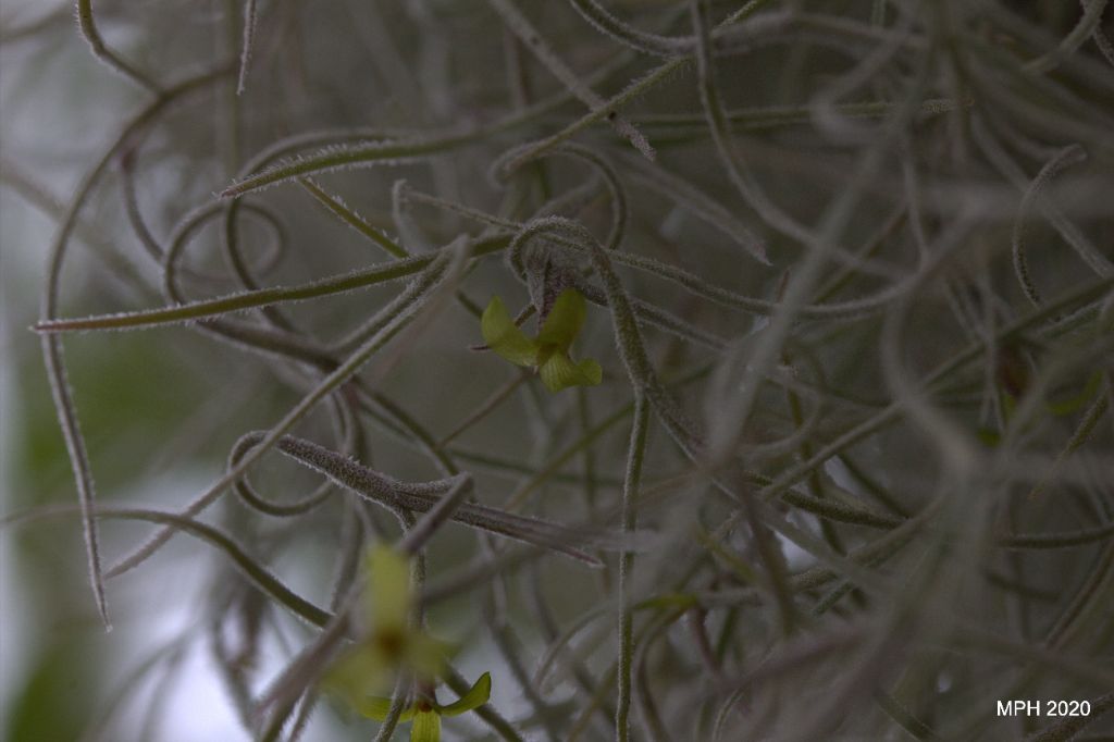 Spanish "Moss" bloom