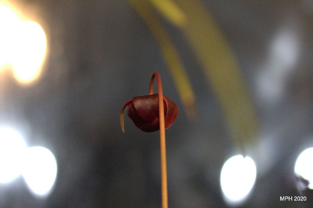 Pitcher Plant bloom