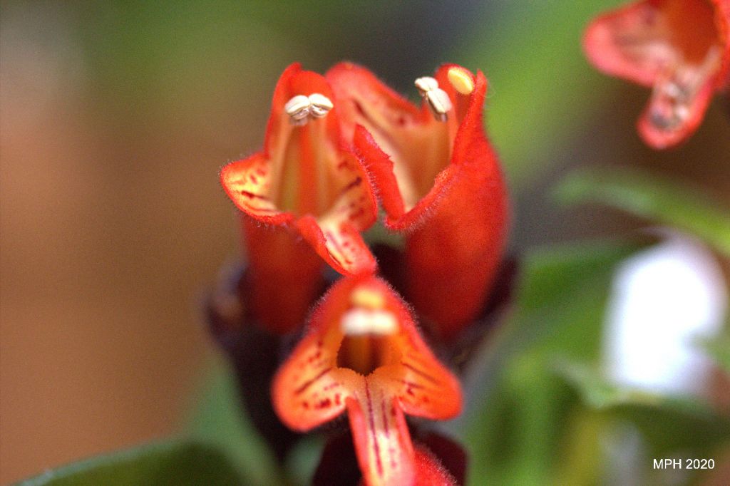 Lipstick Plant