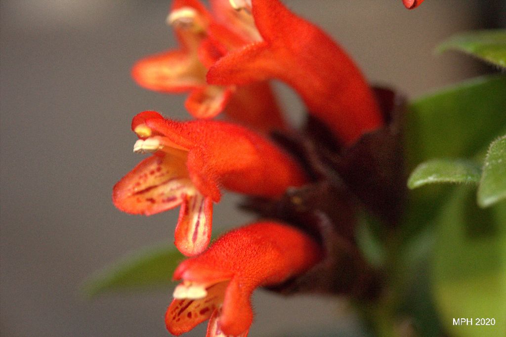 Lipstick Plant