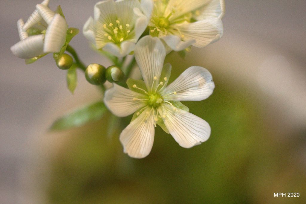 Venus Fly Trap bloom