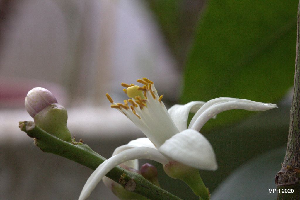 Lemon blossom