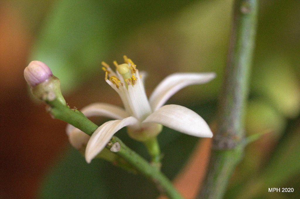 Lemon blossom