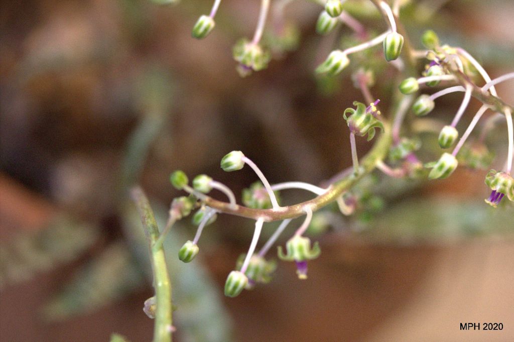 Squill blooms