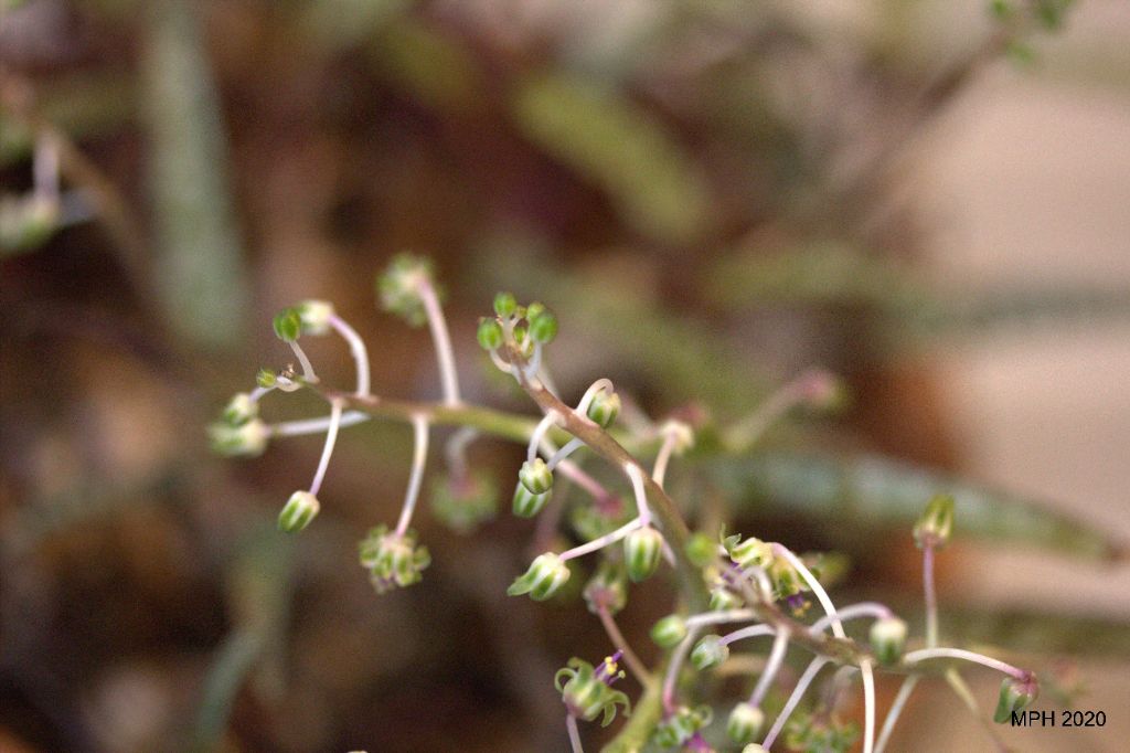 Squill blooms