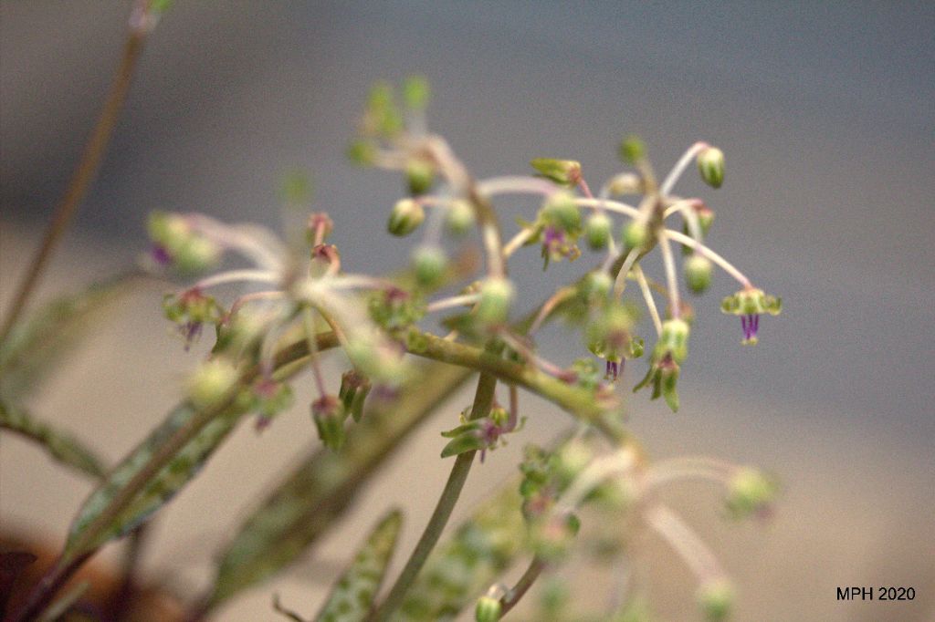 Squill blooms