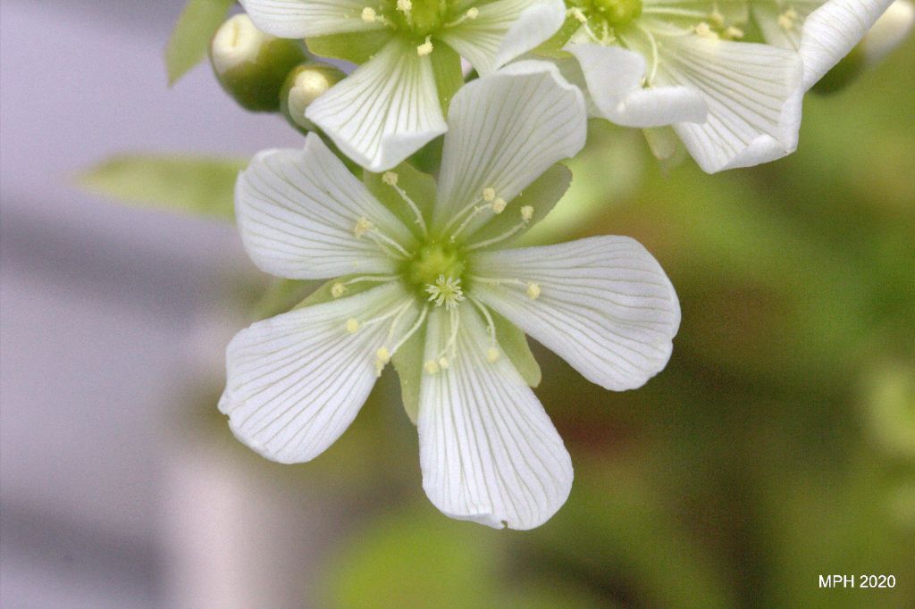 Venus Fly Trap bloom